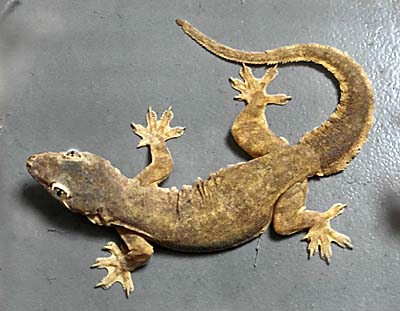 Gecko, Housegecko by Asienreisender